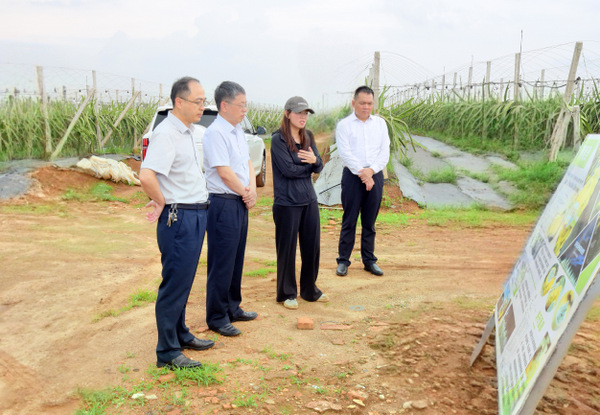 图片:1-调研湖光农场五队燕窝果种植基地