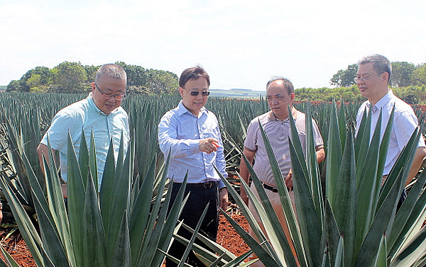 图片:察看剑麻种植情况