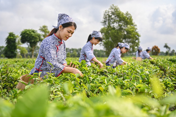 图片:采茶女在采摘茶叶 1