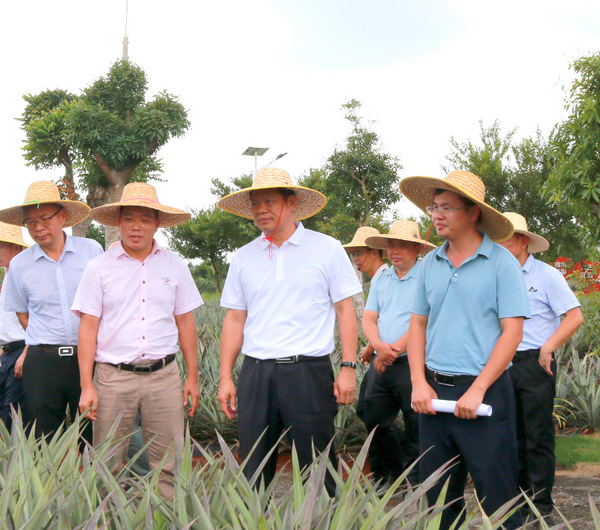 图片:1-陈才君(左三)调研红土金菠种植基地